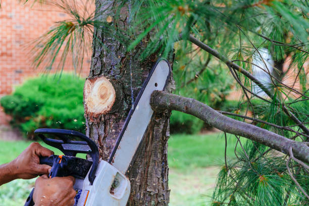 Best Emergency Storm Tree Removal  in White Sands, NM